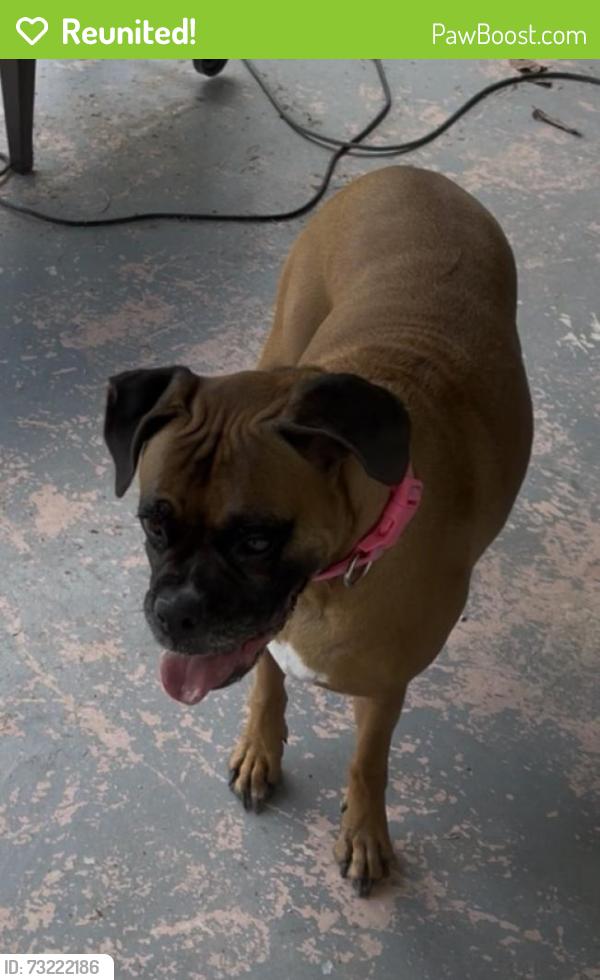 Reunited Female Dog last seen Highway 90 and lower Lacoste rd, Castroville, TX 78009