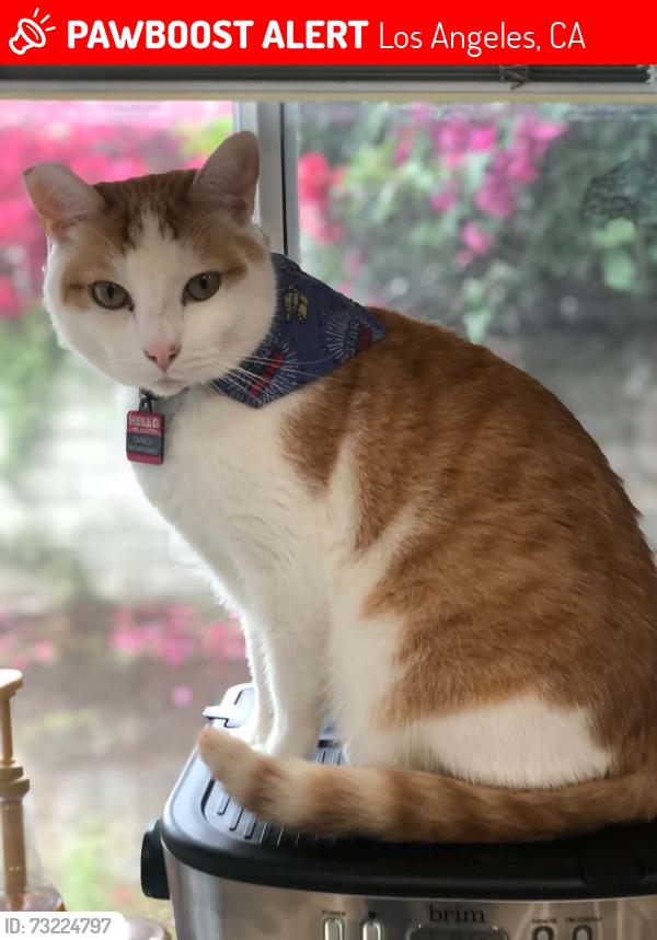 Lost Male Cat last seen Valerio and Calvin, Los Angeles, CA 91335