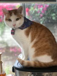 Lost Male Cat last seen Valerio and Calvin, Los Angeles, CA 91335