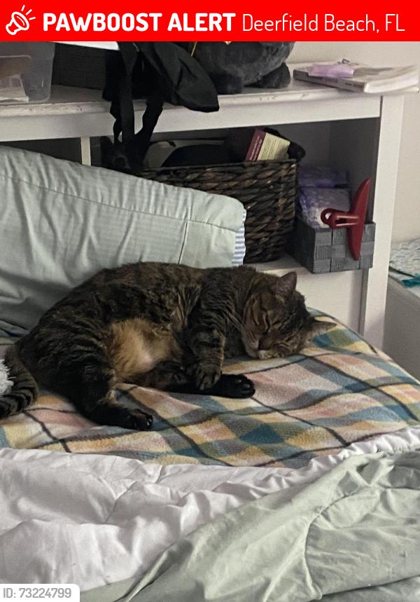 Lost Male Cat last seen hillsboro, 10th street, Deerfield Beach, FL 33441