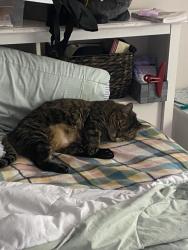 Lost Male Cat last seen hillsboro, 10th street, Deerfield Beach, FL 33441