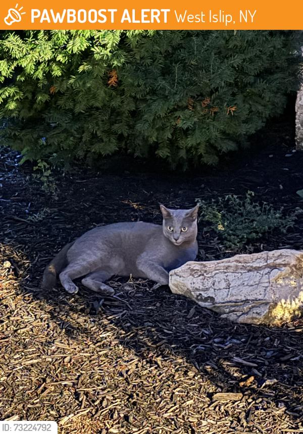 Found/Stray Unknown Cat last seen Bay Shore Ave, West Islip, NY 11795