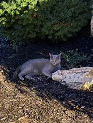 Found/Stray Unknown Cat last seen Bay Shore Ave, West Islip, NY 11795