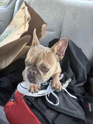 Reunited Female Dog last seen Chestnut & Scott, San Francisco, CA 94123