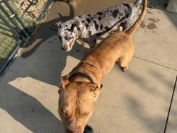 Found/Stray Male Dog last seen West Highland Rd, Ellis County, TX 75154