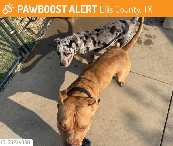 Found/Stray Male Dog last seen West Highland Rd, Ellis County, TX 75154