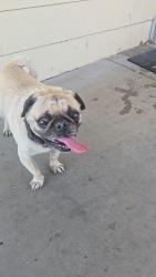 Reunited Male Dog last seen Sequoia Mobile Home Park, San Bernardino, CA 92410