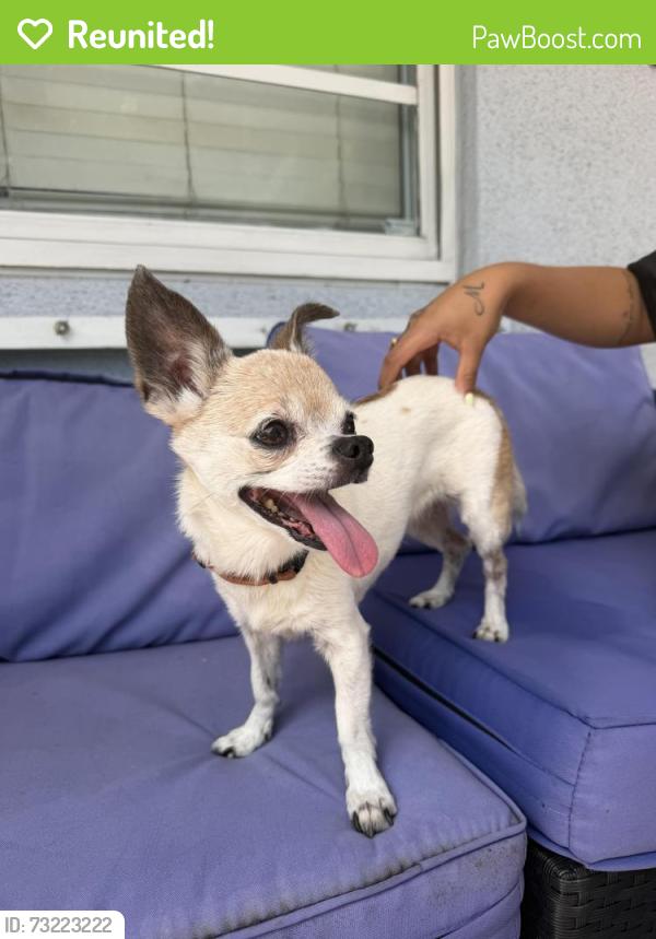 Reunited Female Dog last seen Near, West Palm Beach, FL 33405