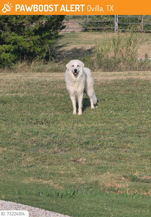Found/Stray Unknown Dog last seen Running around on West Highland, Ovilla, TX 75154