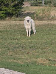 Found/Stray Unknown Dog last seen Running around on West Highland, Ovilla, TX 75154