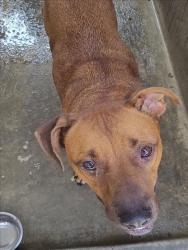 Shelter Stray Male Dog last seen , 1850 W 60th St, Los Angeles, CA 90047, USA