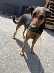 Shelter Stray Female Dog last seen , 1850 W 60th St, Los Angeles, CA 90047, USA