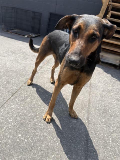 Shelter Stray Female Dog last seen , 1850 W 60th St, Los Angeles, CA 90047, USA