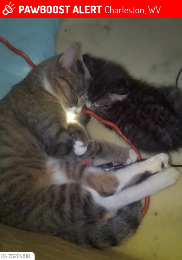 Lost Female Cat last seen Glenwood Ave, Charleston, WV 25301