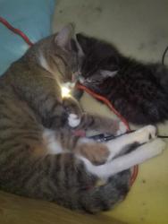 Lost Female Cat last seen Glenwood Ave, Charleston, WV 25301