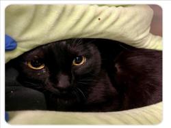 Shelter Stray Female Cat last seen , 1850 W 60th St, Los Angeles, CA 90047, USA