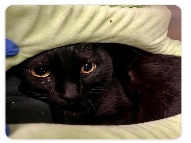 Shelter Stray Female Cat last seen , 1850 W 60th St, Los Angeles, CA 90047, USA