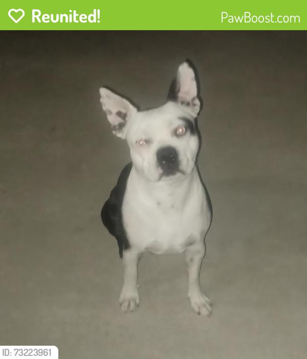 Reunited Male Dog last seen Lower Azusa and Peck Rd, El Monte, CA 91732