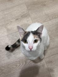 Lost Female Cat last seen Chester St and Orange St by Thomas R. Pollicita Middle School, Daly City, CA 94014