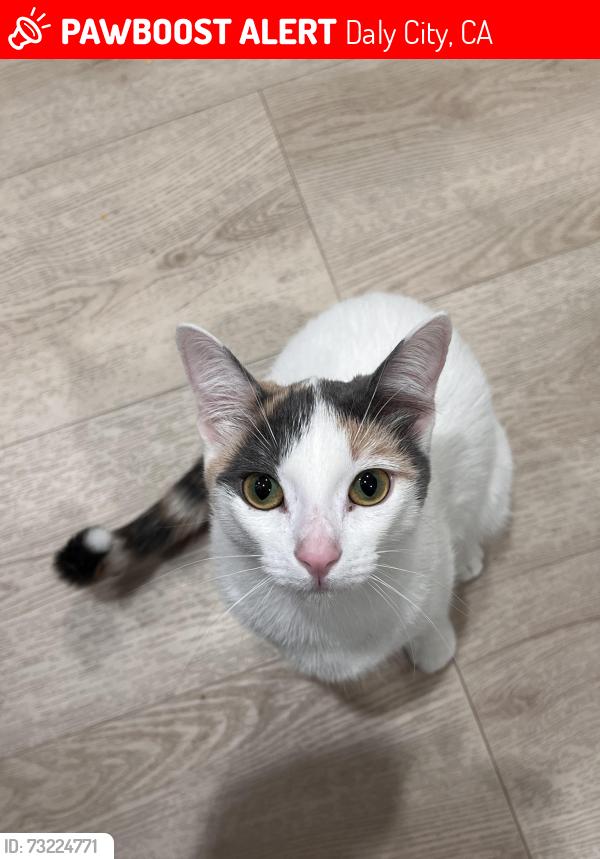 Lost Female Cat last seen Chester St and Orange St by Thomas R. Pollicita Middle School, Daly City, CA 94014