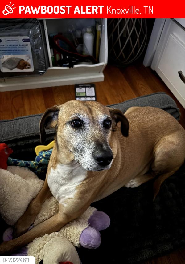 Lost Male Dog last seen Petersburg RD, Knoxville, TN 37902