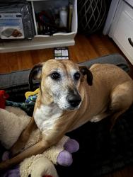 Lost Male Dog last seen Petersburg RD, Knoxville, TN 37902