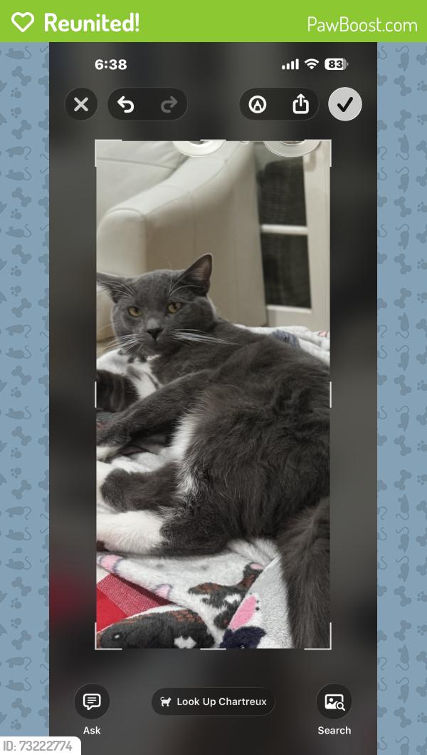 Reunited Male Cat last seen Hidalgo, Irvine, CA 92620
