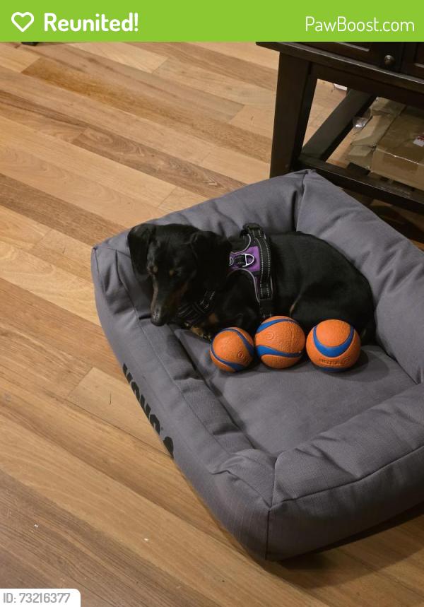 Reunited Male Dog last seen Lake Fenwick Park, Kent, WA 98032