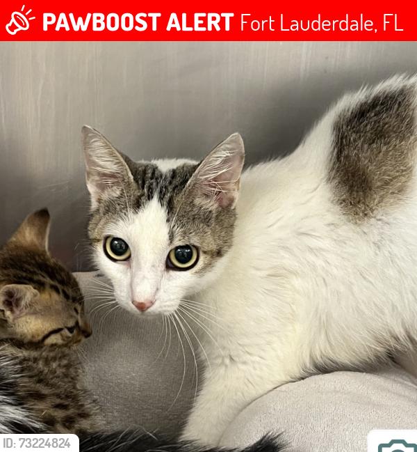 Lost Female Cat last seen Pet supermarket, Fort Lauderdale, FL 33304