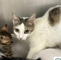 Lost Female Cat last seen Pet supermarket, Fort Lauderdale, FL 33304