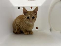Shelter Stray Male Cat last seen 2ND + MINERAL, 3839 W Burnham St, West Milwaukee, WI 53215, USA