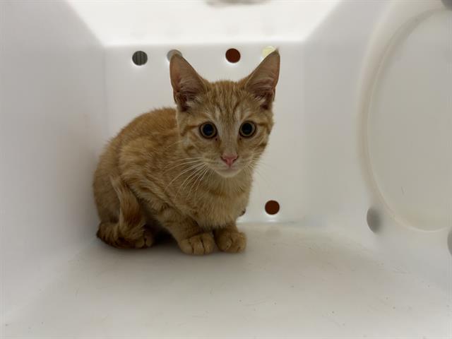 Shelter Stray Male Cat last seen 2ND + MINERAL, 3839 W Burnham St, West Milwaukee, WI 53215, USA