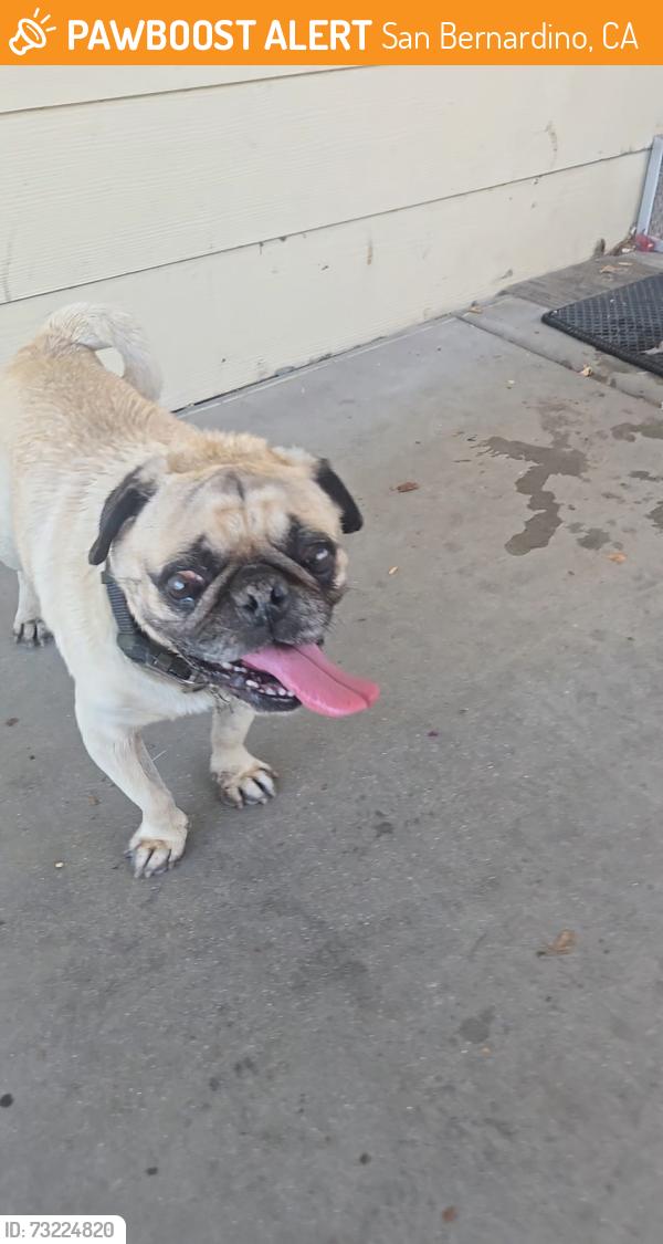 Found/Stray Male Dog last seen Sequoia Mobile Home Park, San Bernardino, CA 92410