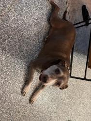 Reunited Male Dog last seen Near Ave s, Gulfport, Fl, Gulfport, FL 33707