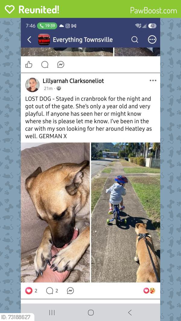 Reunited Female Dog last seen Alleena st cranbrook townsville, Cranbrook, QLD 4814