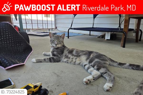 Lost Male Cat last seen Near college park academy, Riverdale Park, MD 20737