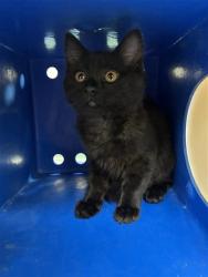 Shelter Stray Female Cat last seen Near COLOMBARD WAY, RENO NV 89512, 2825 Longley Ln Suite A, Reno, NV 89502, USA