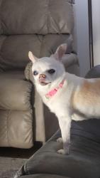 Lost Female Dog last seen Eastgate and the 65, Springfield, MO 65809