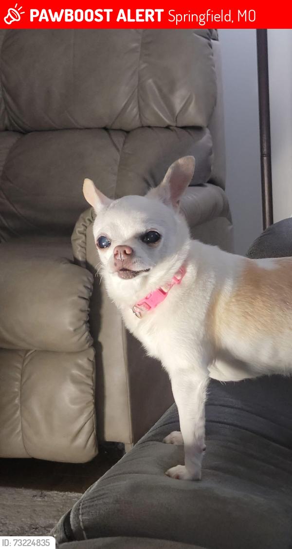 Lost Female Dog last seen Eastgate and the 65, Springfield, MO 65809