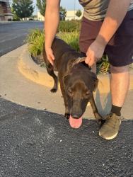 Found/Stray Male Dog last seen S 4090 RD, Tulsa, OK 74116