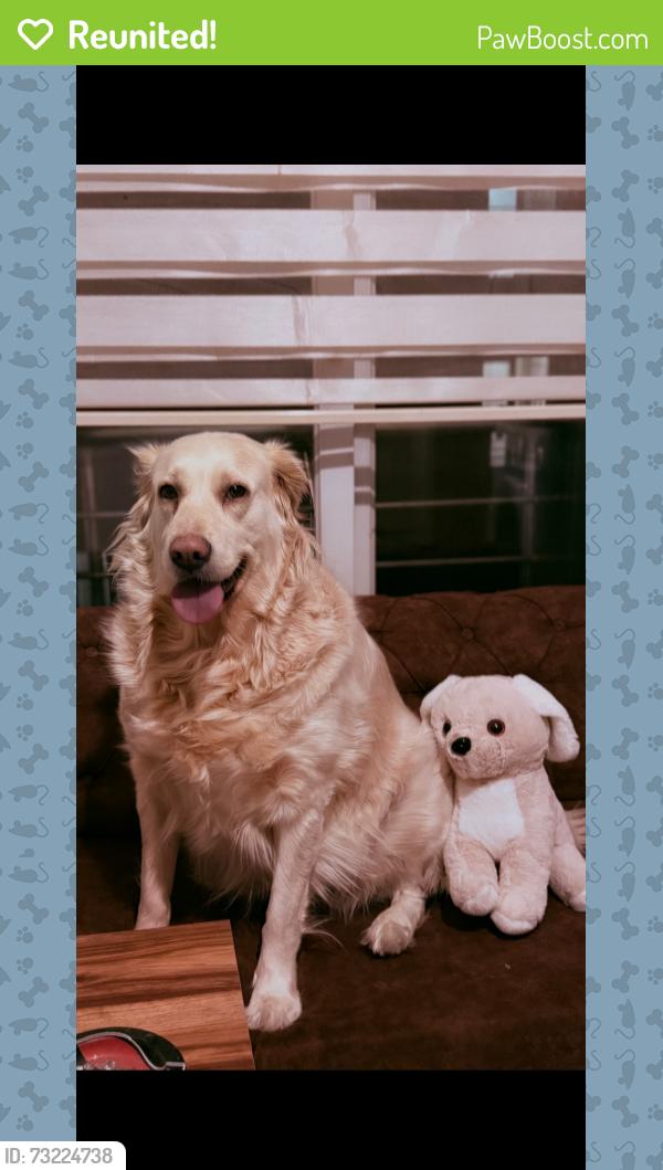 Reunited Male Dog last seen Próximo ao Terminal Cachoeira, Vila Formosa, PR 83507-000