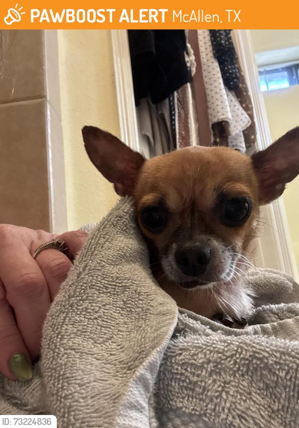 Found/Stray Female Dog last seen 31st Lane McAllen Tx, McAllen, TX 78501
