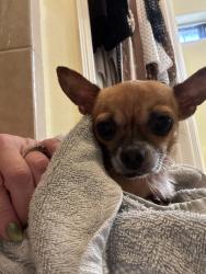 Found/Stray Female Dog last seen 31st Lane McAllen Tx, McAllen, TX 78501