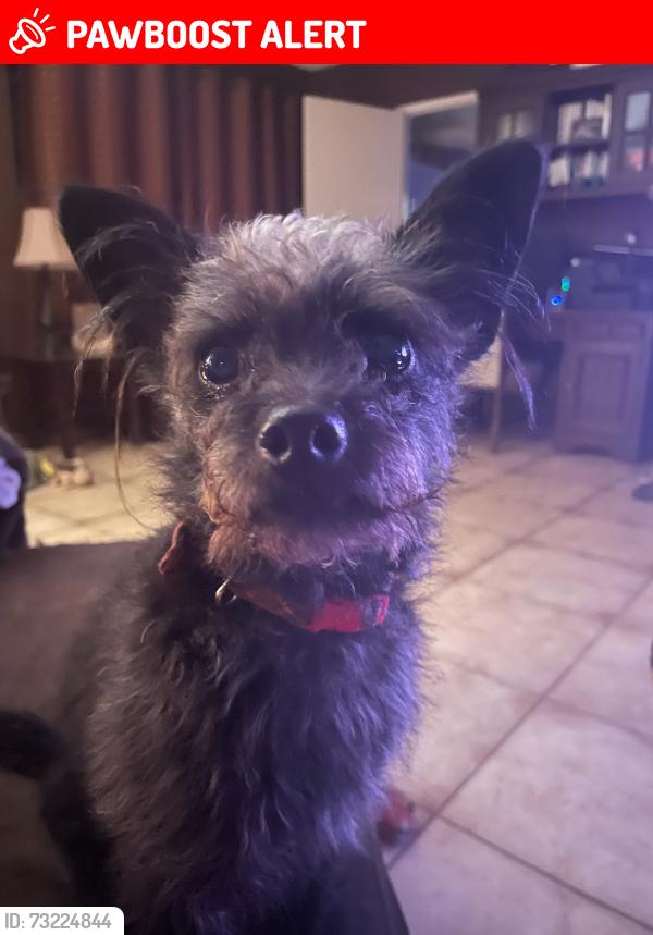 Lost Female Dog last seen Huntington Street, Huntington Beach, CA 92648