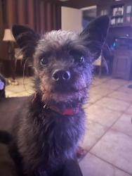 Lost Female Dog last seen Huntington Street, Huntington Beach, CA 92648