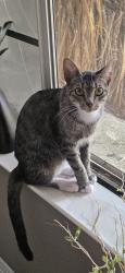 Lost Female Cat last seen milder, Castaic, CA 91384