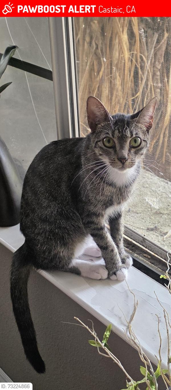 Lost Female Cat last seen milder, Castaic, CA 91384