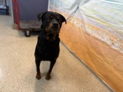 Shelter Stray Male Dog last seen Near BLOCK E 4TH AVE, 3599 NW 79th Ave, Doral, FL 33122, USA