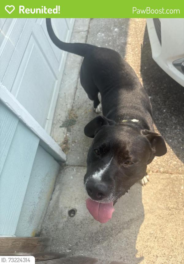 Reunited Male Dog last seen 172nd St E & 22nd Ave E, Spanaway, WA 98387, USA, Spanaway, WA 98387