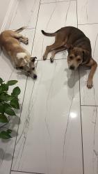 Found/Stray Male Dog last seen Near w Rancho Drive glendale AZ 85305, Glendale, AZ 85305